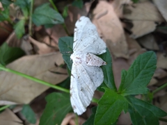 Lepidoptera