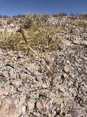Mastigostyla cyrtophylla