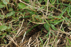 Spilosoma lubricipeda