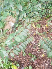 Magnoliopsida