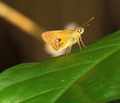 Pheraeus honta