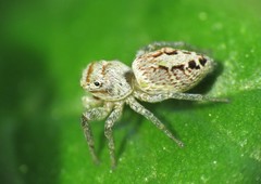 Icius hamatus