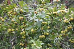 Crataegus gracilior
