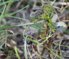 Angiospermae