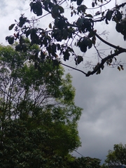 Cordia alliodora