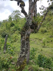 Cordia alliodora