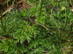 Mutellina purpurea