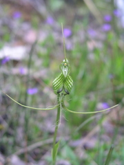Pterostylis longicornis