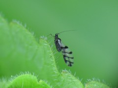 Neotoxoptera violae