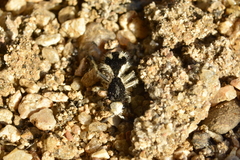 Traumatomutilla bifurca