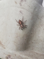 Menemerus bivittatus