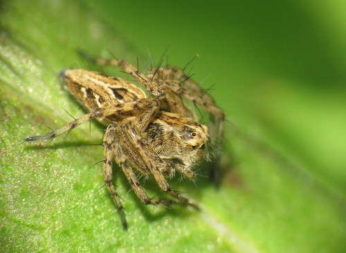 Variegated Lynx Spider