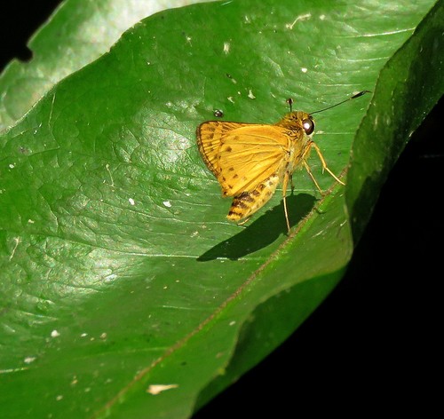 Vinius exilis