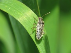 Brachycarenus tigrinus