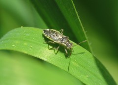 Brachycarenus tigrinus