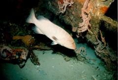 Epinephelidae