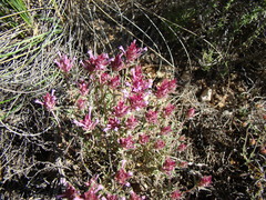Thymus longiflorus