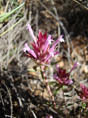 Thymus longiflorus