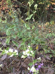 Eupatorium rotundifolium