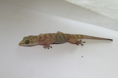 Phyllodactylus tuberculosus