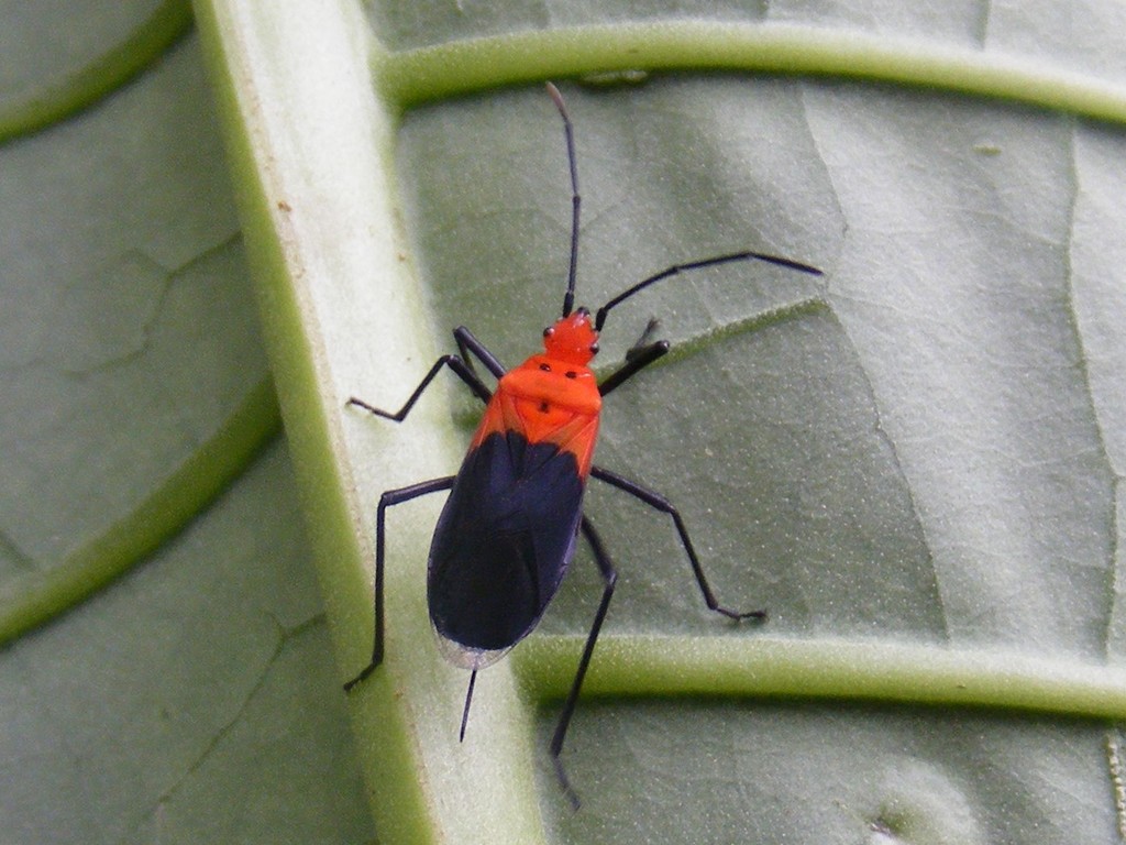 Acroleucus pothus