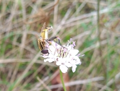 Helophilus trivittatus