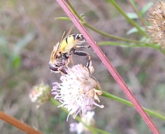 Helophilus trivittatus