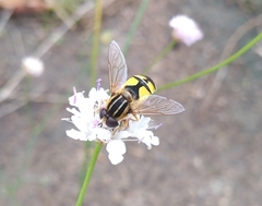 Helophilus trivittatus