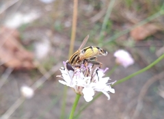 Helophilus trivittatus