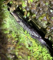 Plethodon jacksoni