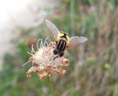 Helophilus trivittatus
