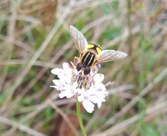 Helophilus trivittatus