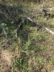 Eragrostis curtipedicellata