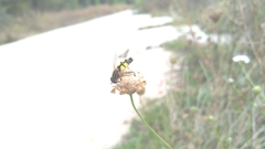 Helophilus trivittatus