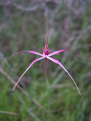 Caladenia harringtoniae