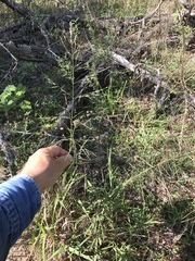 Eragrostis curtipedicellata