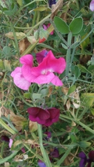 Lathyrus odoratus