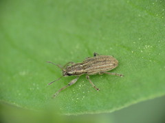 Sitona lineatus