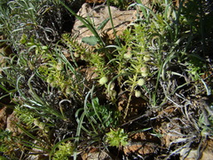 Galium verrucosum