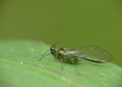 Myzus persicae