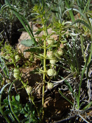 Galium verrucosum