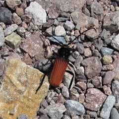 Tragidion densiventre