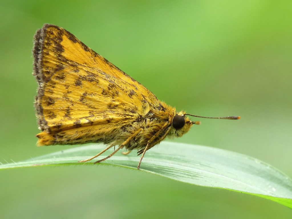 Bush Hopper