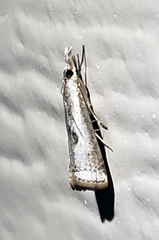 Microcrambus croesus