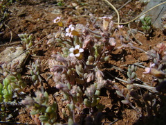 Sedum mucizonia