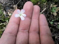 Pinguicula acuminata