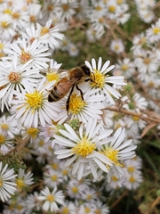 Apis mellifera