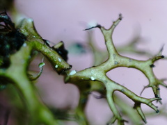 Cetraria muricata