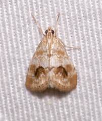 Evergestis lunulalis