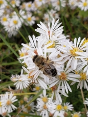 Apis mellifera